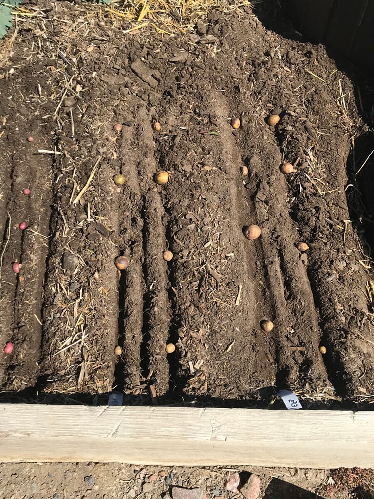 Angie's Recipe Garden shows how to plant potatoes in the garden
