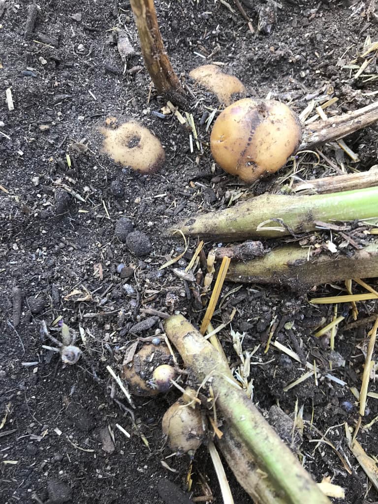 Angie's recipe garden shows off freshly harvested potatoes