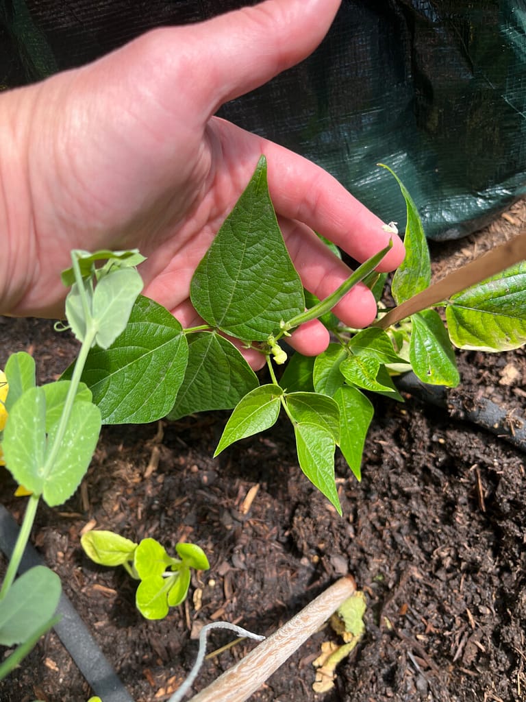 Green bean is getting ready for gardening season.