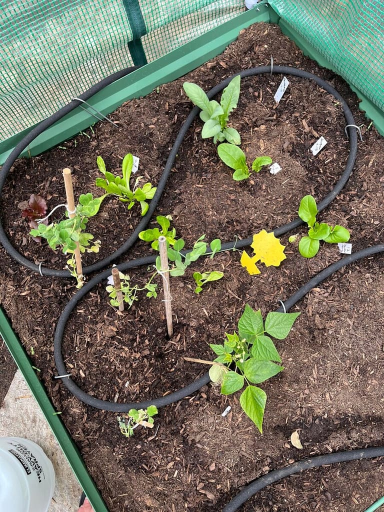 Lettuce is growing well in preparation for gardening season.