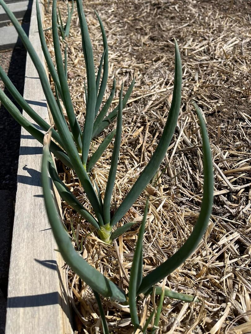 Onion is already growing for this gardening season.