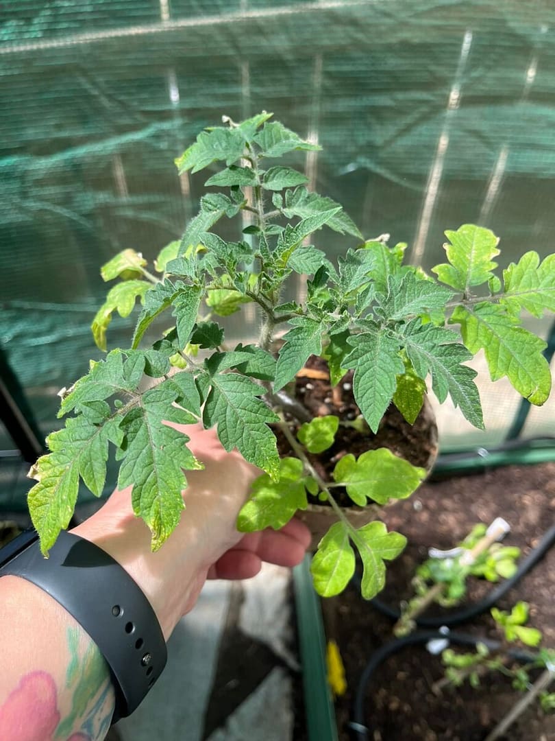 A mystery tomato plant is ready for gardening season.
