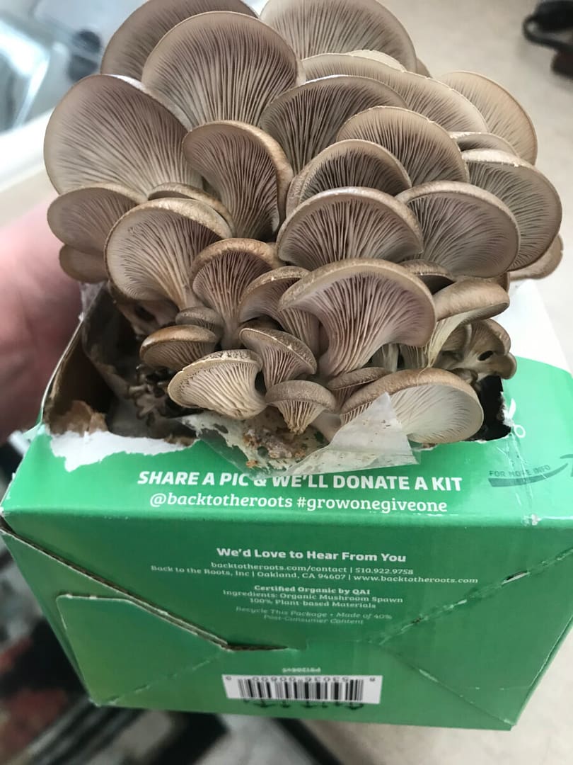 Day 11 of Mushroom Grow Kit
