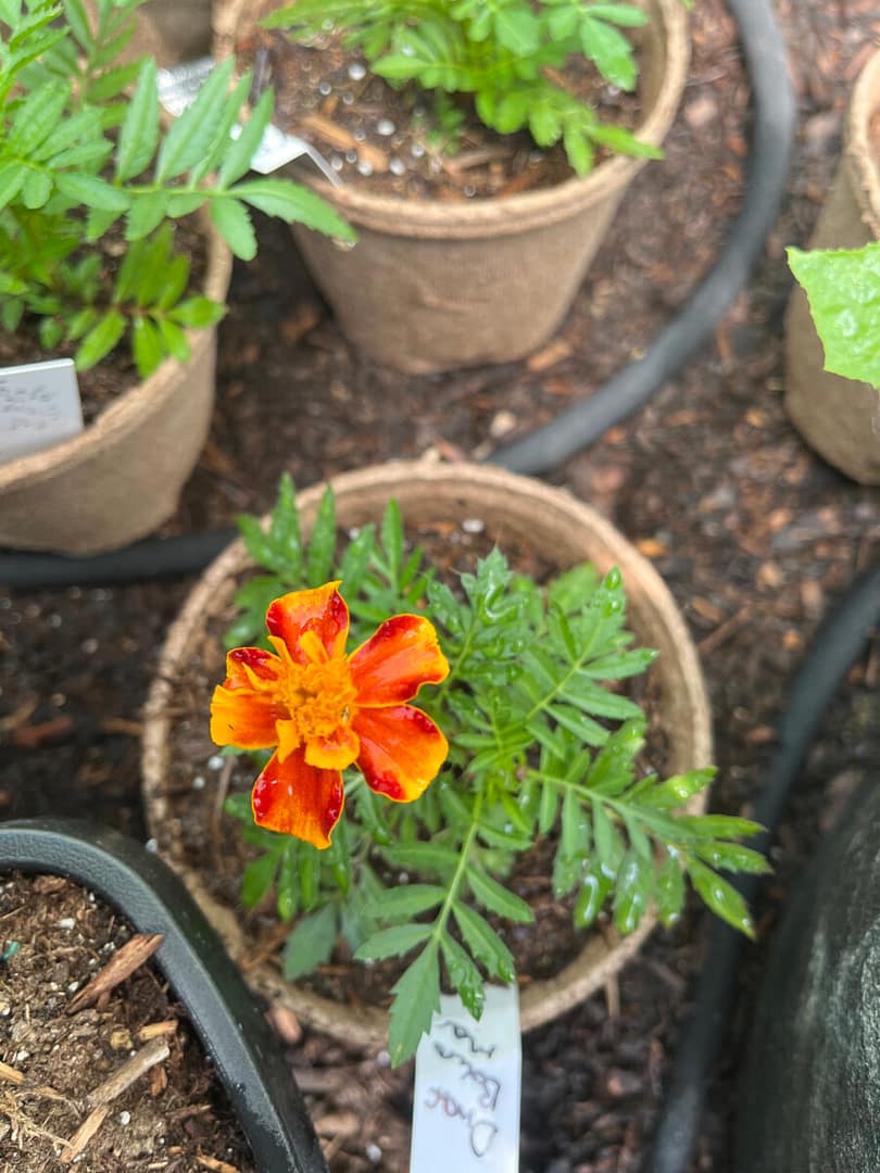 A marigold is growing in preparation for gardening season.