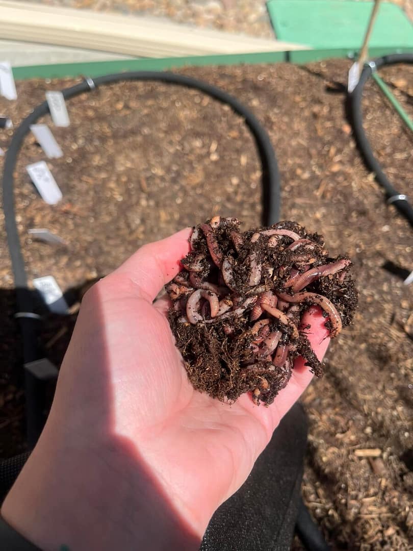 Live worms were bought to prepare for gardening season.