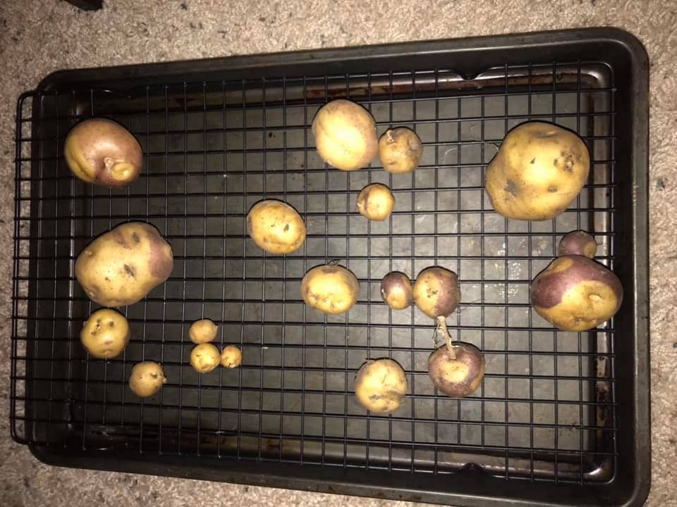Harvested masquerade potatoes that are ready to be used