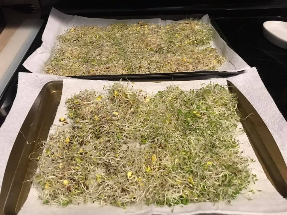 Sprouted sprouts draining on paper towel