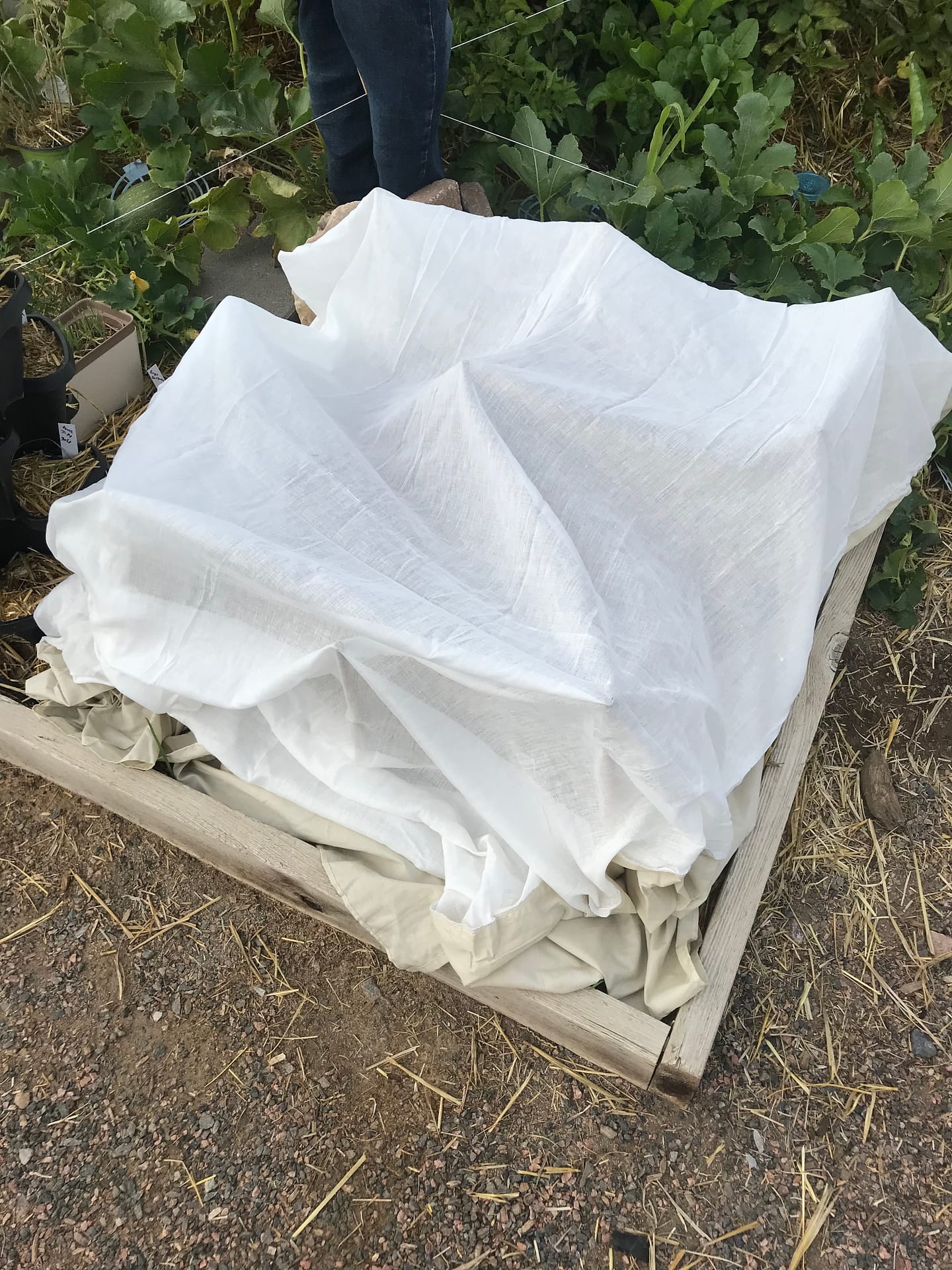 Angie's recipe garden shows how to use a bed skirt to cover crops, could also provide shade to tomatoes