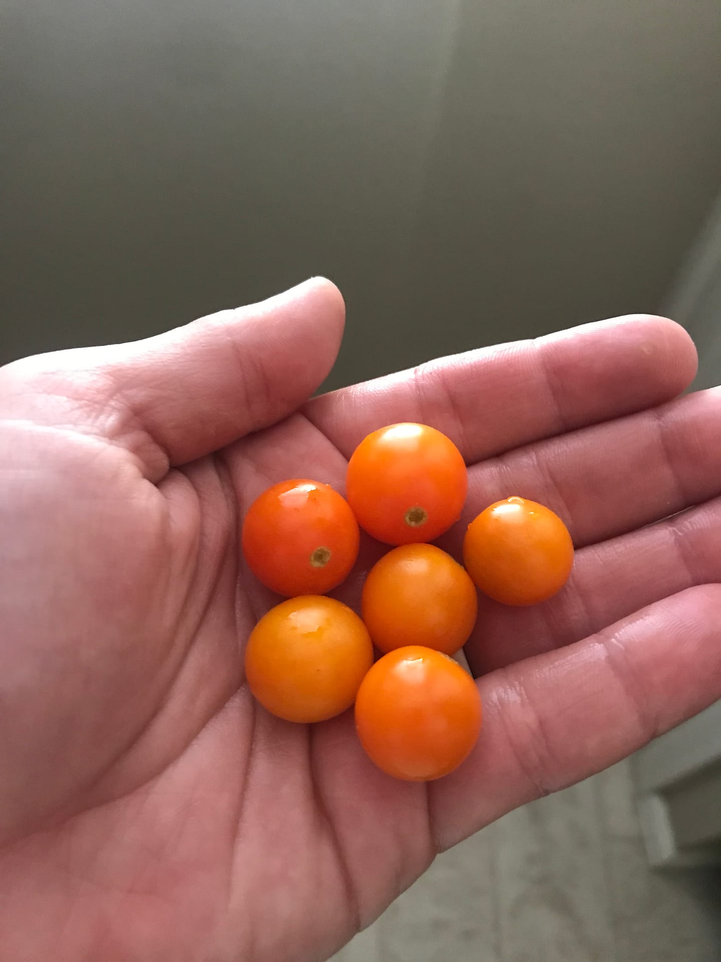 Angie's recipe garden shows off 6 orange cherry tomatoes she harvested