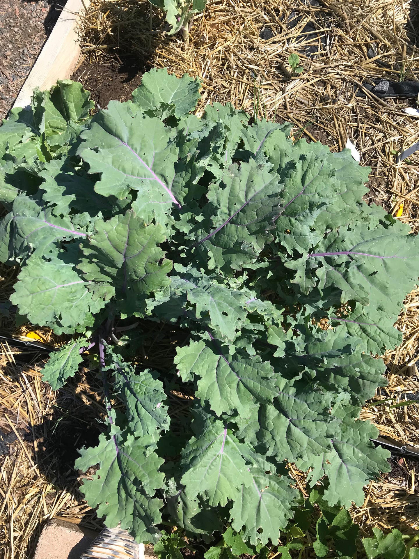 Large green kale in the middle of summer
