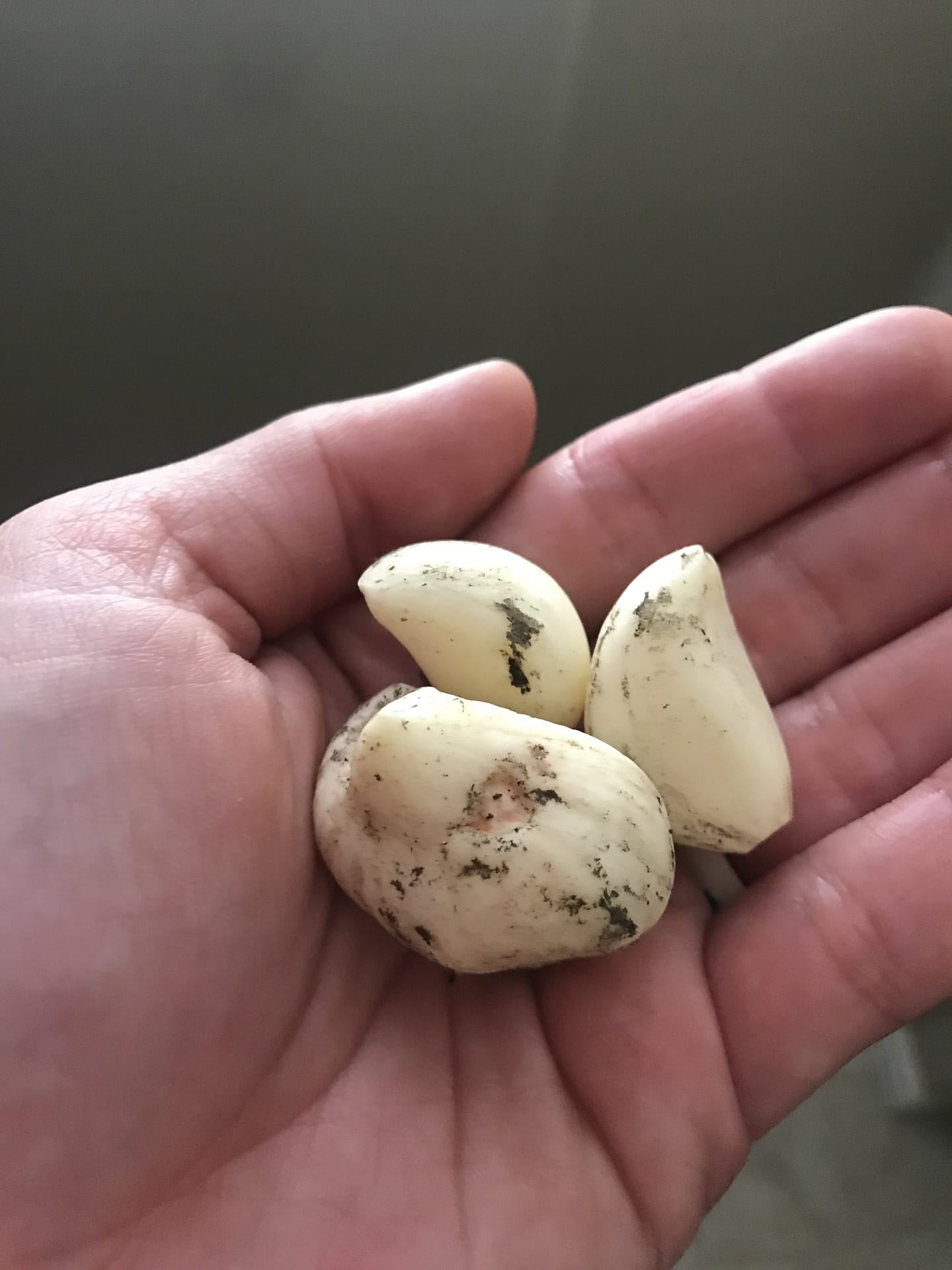 Angie's recipe garden shows off 3 garlic cloves she harvested, these will pair great with the tomatoes